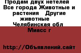 Продам двух нетелей - Все города Животные и растения » Другие животные   . Челябинская обл.,Миасс г.